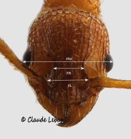 mesures morphométriques de Myrmica