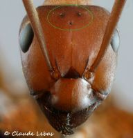 ocelles de Formica dusmeti