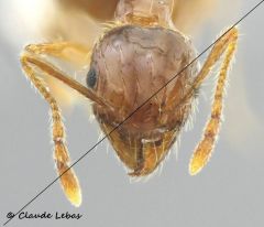 ouvrière Pheidole pallidula