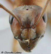 Reine Formica sanguinea