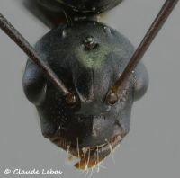 mâle Camponotus ligniperda