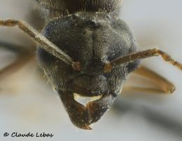 mâle Lasius umbratus