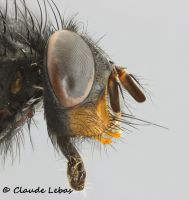 l‘oeil d‘une mouche