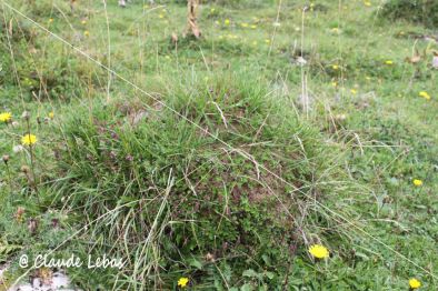 touradon avec un nid de fourmis