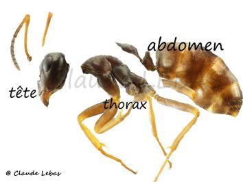 reconnaissance des trois parties du corps d‘une fourmi